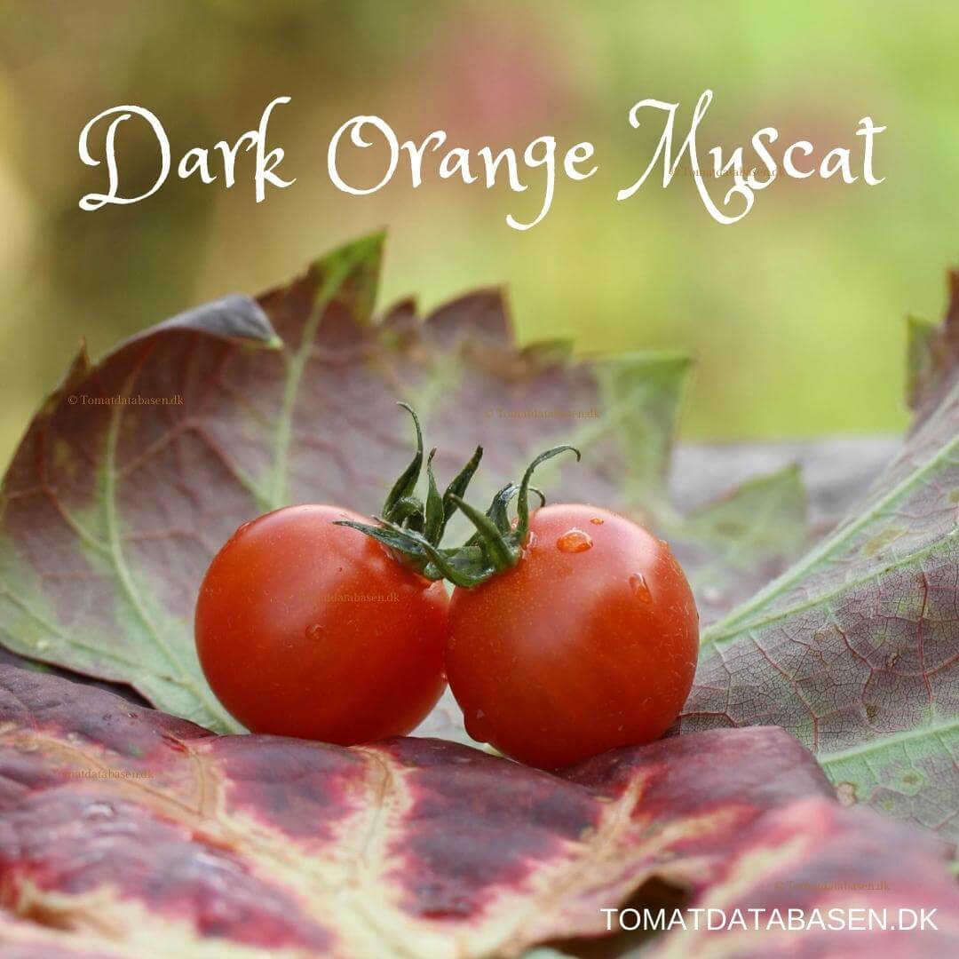 Dark Orange Muscat